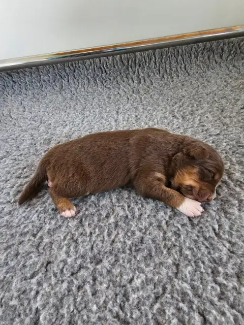 Berger Australien  Chiot 4 Of Luna'S Farm photo 2