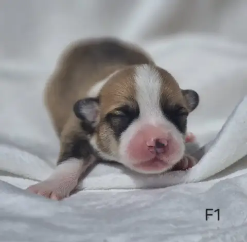 Welsh Corgi Pembroke  Chiot N°4 Des Famonadyns