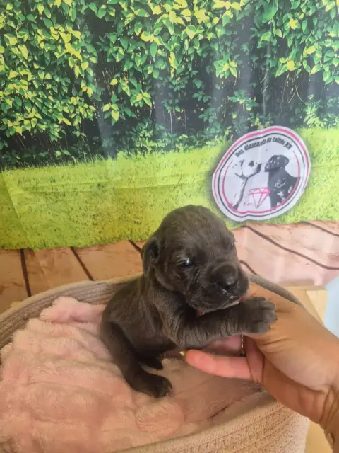 Cane Corso  Chiot N°11 Des Diamants Du Colisée Jcm