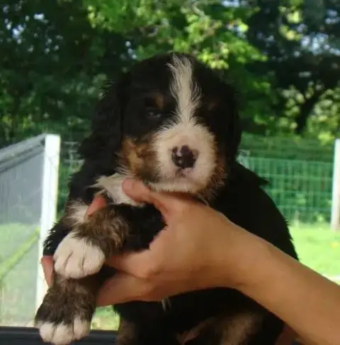 Bouvier Bernois  Chiot 5 Du Royaume Des Reves photo 3