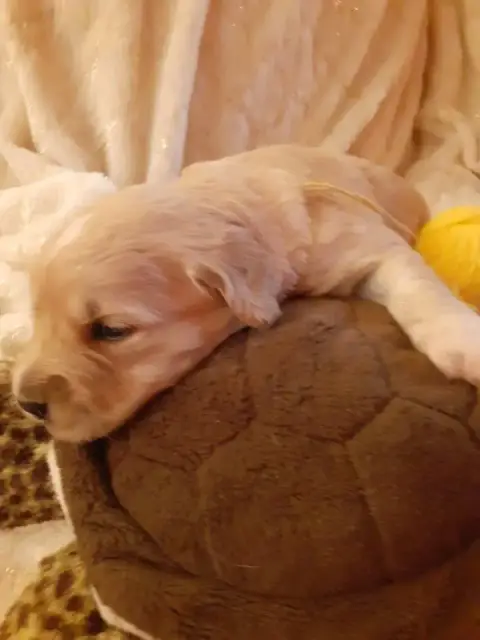 Golden Retriever  Jaune De Miss Havana