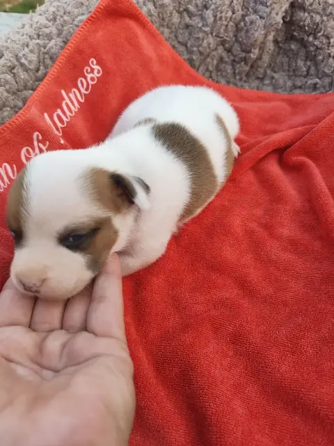 Staffordshire Bull Terrier  Benicio Bandido