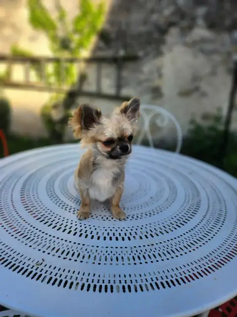 Chihuahua  Ax Atomic Power Mes Bebes De Presbytere photo 2