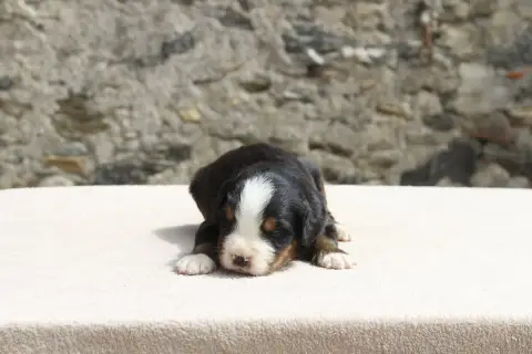 Bouvier Bernois  Chiot 6 De La Vallée De L'Hyrome