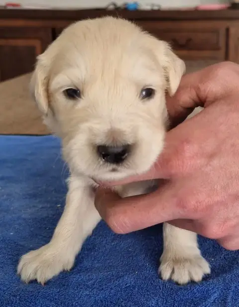 Golden Retriever  Chiot N°2 Des Hirondelles Du Voyage 286a5 photo 3
