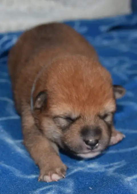 Shiba  Chiot N°1 Collier Gris photo 2