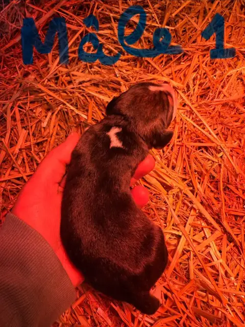 Beagle