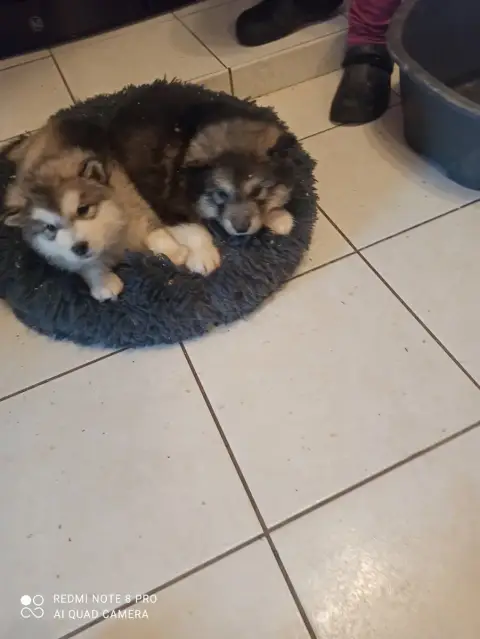 Alaskan Malamute photo 2