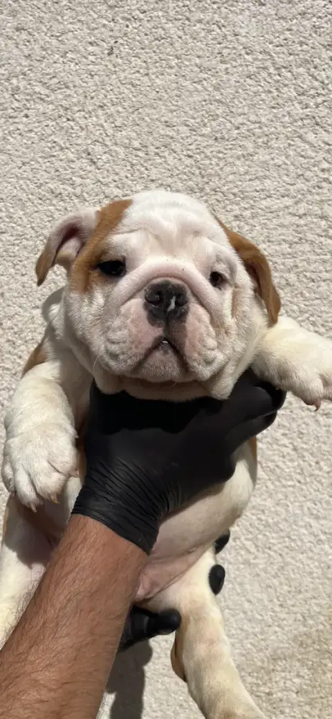 Bulldog Anglais  Chiot N°2 British Bulls Of Provins 4f402