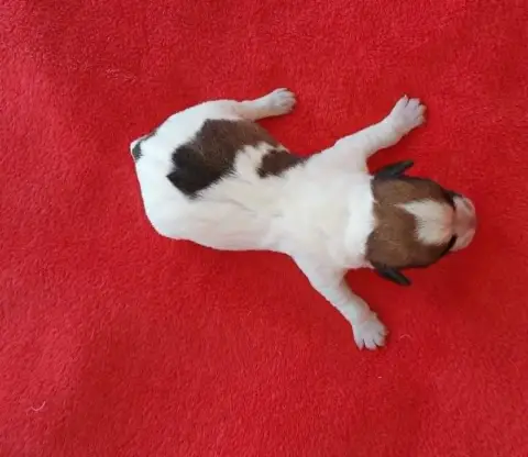 Jack Russell Terrier  B... Des Adrilines D'Opale photo 2