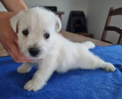 West Highland White Terrier  Chiot N°1 Des Hirondelle df91b photo 2