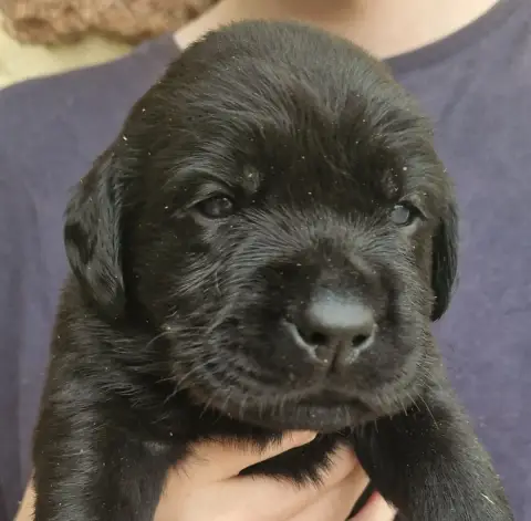 Labrador Retriever  Noire 3 Des Terres Sacrees photo 3