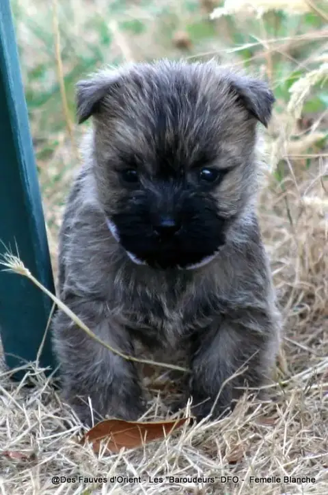 Adopter Cairn Terrier 
                        Femelle Blanch 328cf