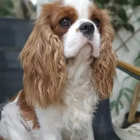 Magnifique Cavalier King Charles Entier Lof