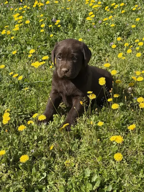Labrador Retriever  Chocolat Du Clos Du Barrian