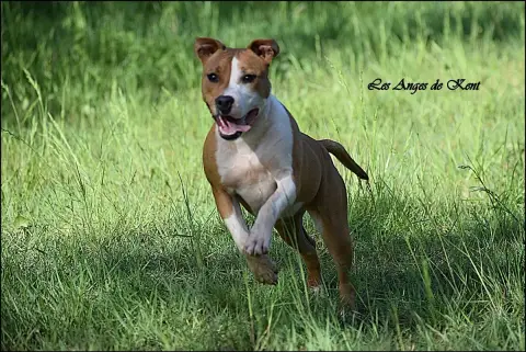 American Staffordshire Terrier  F3 All Things Athena  0af4a photo 2