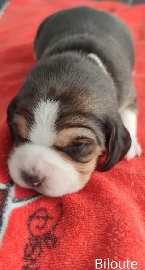 Beagle  Biloute Du Domaine Des Versannes