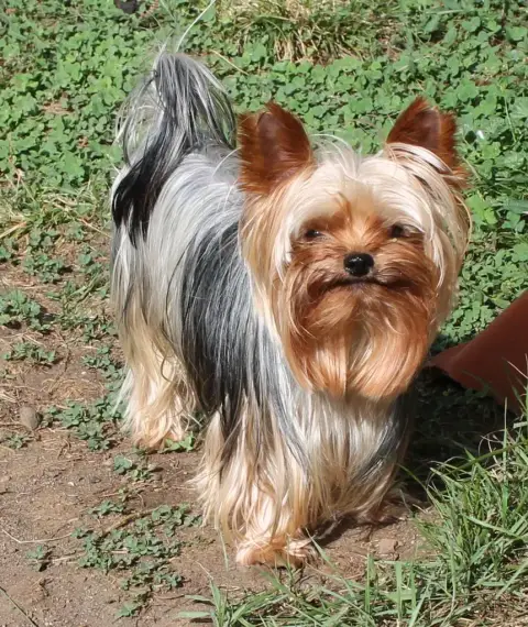 Yorkshire Terrier  Billy De La Cour De La Fauconniere a9db5 photo 2