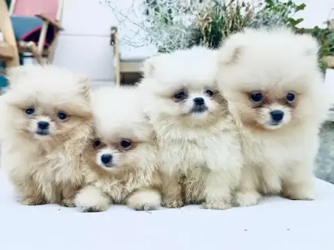 Spitz Allemand  Chiot N°3