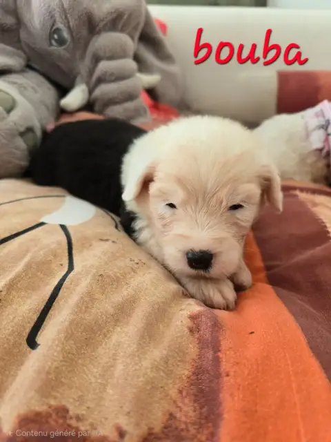 Bobtail  Bouba Du Royaume De Plume photo 2
