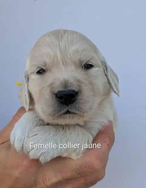 Golden Retriever  Femelle Collier Jaune Du Domaine Ch c0df3