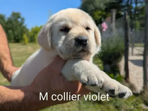 Labrador Retriever  Mâle Collier Violet Du Domaine Ch f70fc