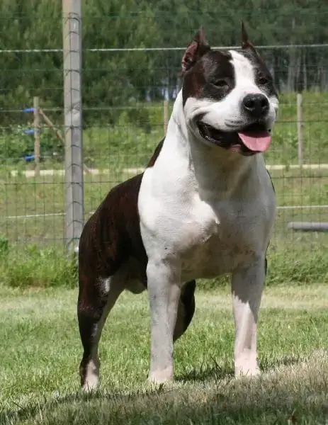American Staffordshire Terrier  Broadway Style De Roc e3881 photo 3
