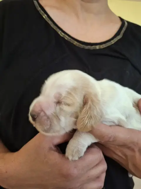 Cocker Spaniel Anglais  F1 Blanche Et Orange Ar Ti Ma 5c820