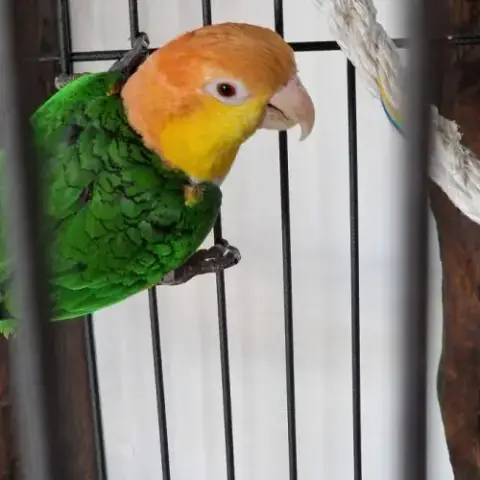 Vend Couple Caique