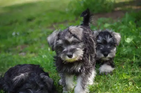 Schnauzer Miniature  Brahms A L'Ouest Des Prés De L'A fc2d8