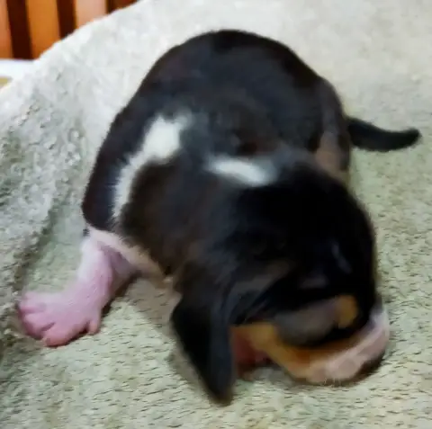 Basset Artesien Normand  Chiot N°9 Des Terres Du Doux 9481e