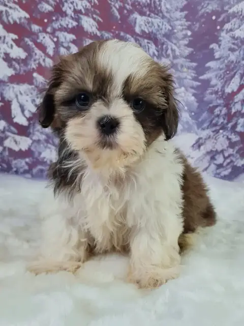 Shih Tzu  Alamo Du Mont De La Chenaie photo 3