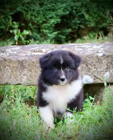 Berger Australien  Chiot N°8 Red Rock River photo 2