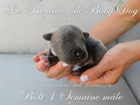Staffordshire Bull Terrier  Bolt Du Royaume De Baby D 6cb69