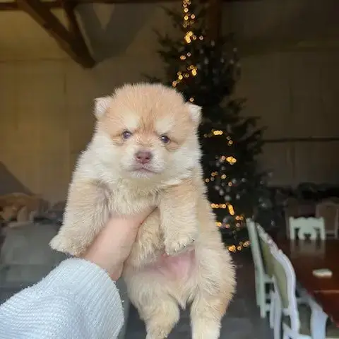 Pomsky À Vendre