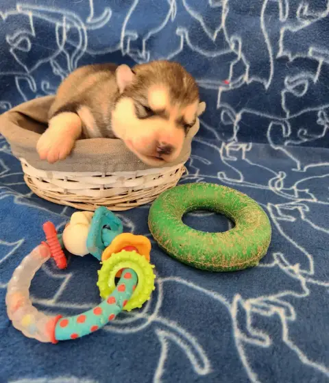 Alaskan Malamute photo 2
