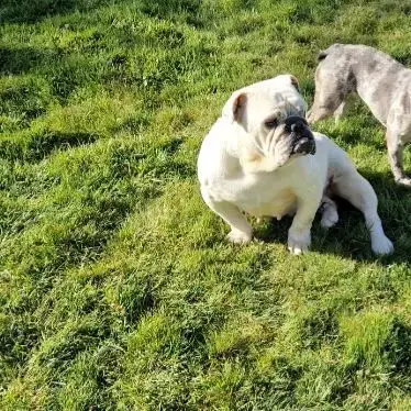 Retraite Buldogue Anglais