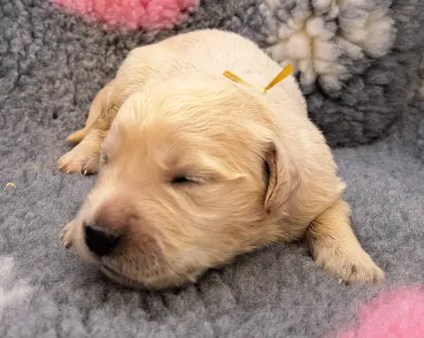 Golden Retriever  Boulette