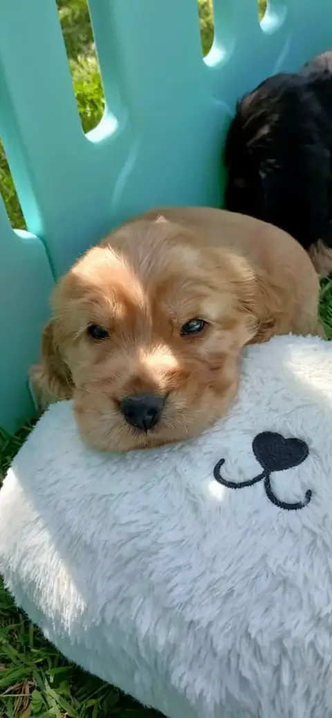 Cocker Spaniel Anglais  B....... Des Charmes De Verza 154de photo 2