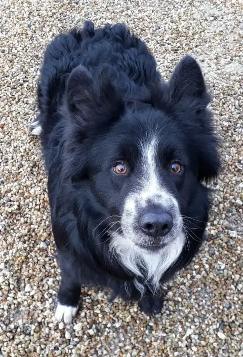 Border Collie  Be Cool De La Flam Blanche photo 2