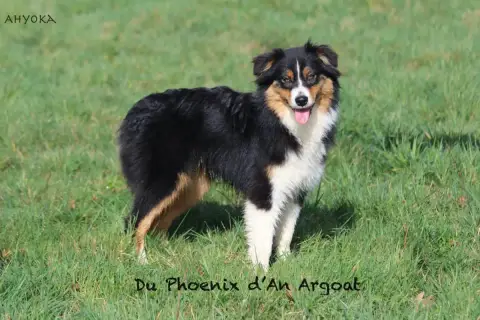 Berger Australien  Ahyoka Du Phoenix D'An Argoat photo 3