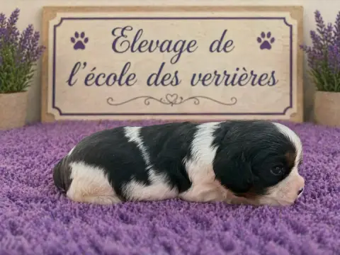 Cavalier King Charles Spaniel  Chiot N°3 De L'École D 2a015
