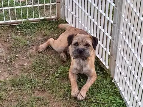 Border Terrier  Chiot N°6 Des Vallées De Galway photo 2