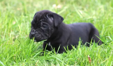 Cane Corso  Chiot N°7 photo 3
