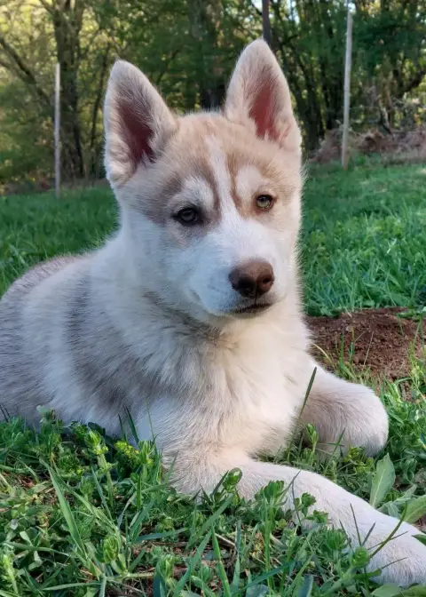 Siberian Husky  Male Cuivre Aux Yeux Ambres Of Moonli 1694c