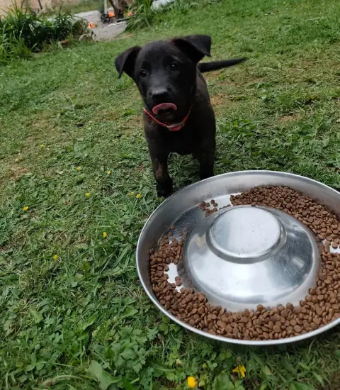 Adopter Berger Hollandais  Chiot 2 Du Croc Normand