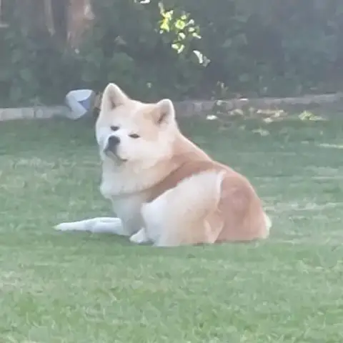 Saillie – Akita Inu Lof