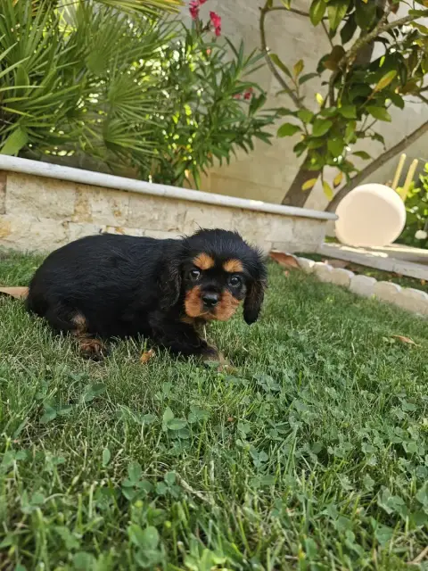 Cavalier King Charles Spaniel  Bronx