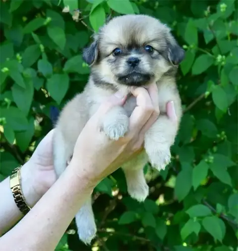 Epagneul Tibetain  Chiot N°2 De Dame Nature
