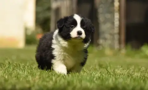 Border Collie  Chiot N°2 Des Collines De Sagne photo 2